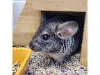 Adopt Tubs a Chinchilla