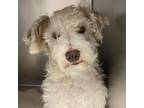 Adopt Reggie a Poodle, Mixed Breed