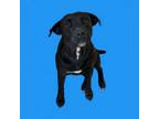 Adopt TUSC-Stray-tu795 a Labrador Retriever, Pit Bull Terrier
