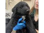 Adopt Oliver a Labrador Retriever