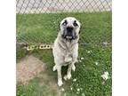 Adopt Quinn a Anatolian Shepherd