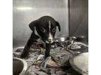 Adopt Ladarius a Pit Bull Terrier, Black Labrador Retriever