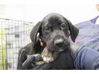 Adopt Bruno a Black Labrador Retriever, Plott Hound