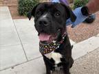 Adopt CLANCEY a Pit Bull Terrier