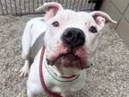 Adopt SPUD a Pit Bull Terrier