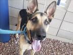 Adopt MUSANZE a German Shepherd Dog