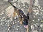 Adopt SPARKY a Belgian Shepherd / Malinois, Pit Bull Terrier