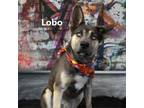 Adopt Lobo a Husky, Shepherd