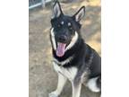 Adopt Chewy a German Shepherd Dog, Siberian Husky