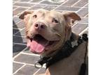 Adopt Kai a Pit Bull Terrier