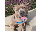 Adopt Steve a American Staffordshire Terrier