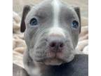 Adopt Avon Barksdale (purple) a Pit Bull Terrier