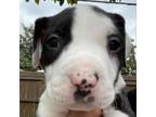 Adopt Bunk (light blue) a Pit Bull Terrier