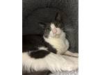 Adopt Jay a Domestic Short Hair