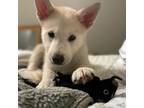 Adopt Wolfie a Husky