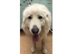 Adopt McCloudson a Great Pyrenees, Mixed Breed