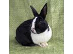 Adopt CHOWDER a Bunny Rabbit