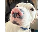 Adopt Specks a Pit Bull Terrier, Mixed Breed