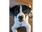 Adopt ANDRE a Border Collie