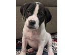 Adopt ANDRE a Border Collie