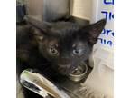 Adopt Hydra (24-1X-4) a Domestic Short Hair