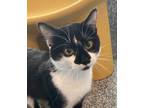 Adopt Bo a Domestic Short Hair