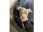 Adopt Yellow (Bedford Five) a Pit Bull Terrier