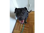 Adopt Toggle a Pit Bull Terrier, Mixed Breed
