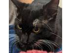 Adopt Whiskers a Domestic Short Hair