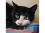 Adopt Ted a Domestic Short Hair