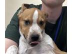 Adopt Chicken Nugget a Cattle Dog, Mixed Breed