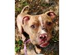 Adopt RUSTY a Mixed Breed