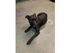 Adopt CHEWIE a Mixed Breed