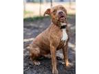 Adopt PALM a Mixed Breed