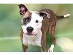 Adopt STRAY NOT AVAILABLE a American Staffordshire Terrier