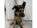 Adopt Domino a German Shepherd Dog