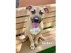 Adopt JORDAN a Pit Bull Terrier