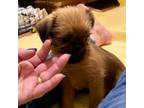 Shih Tzu Puppy for sale in Dublin, GA, USA