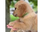 Golden Retriever Puppy for sale in Burlington, KY, USA