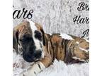 Great Dane Puppy for sale in Saltville, VA, USA