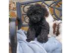 Miniature Labradoodle Puppy for sale in Barnesville, GA, USA