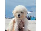 Bichon Frise Puppy for sale in North Port, FL, USA