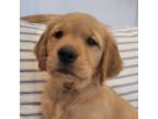 Golden Retriever Puppy for sale in College Station, TX, USA