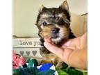 Yorkshire Terrier Puppy for sale in Springfield, GA, USA