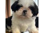 Shih Tzu Puppy for sale in San Francisco, CA, USA