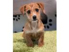 Adopt Armanti a Dachshund, Yorkshire Terrier
