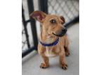 Adopt Rattle a Dachshund, Jack Russell Terrier
