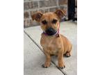 Adopt Rumble a Dachshund, Jack Russell Terrier
