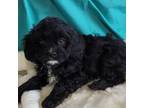 Cavalier King Charles Spaniel Puppy for sale in Mills, NE, USA