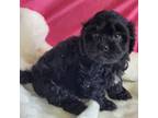 Cavapoo Puppy for sale in Mills, NE, USA
